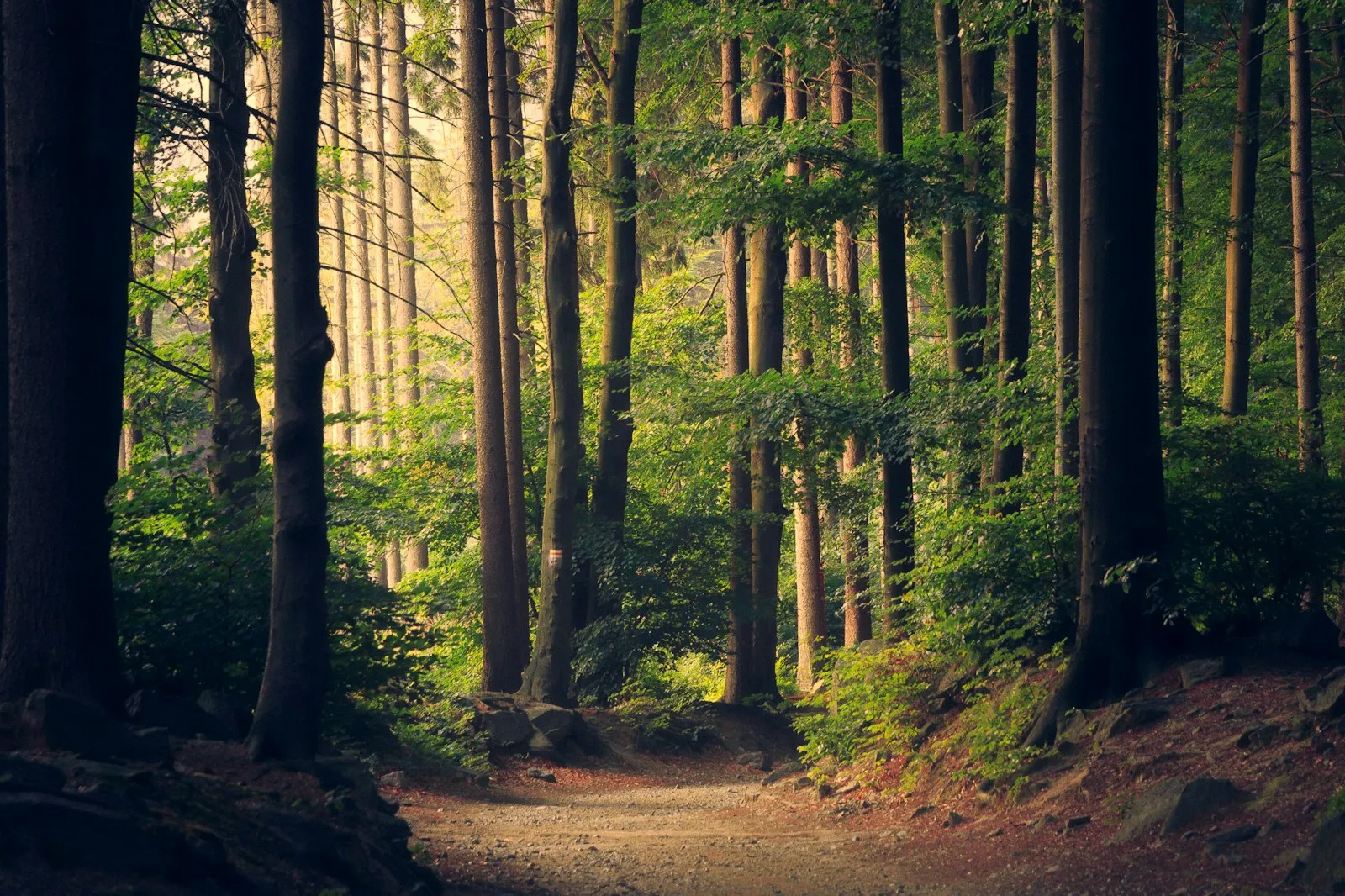Lumina soarelui printre copacii unei păduri liniștite